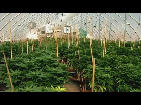 is Marijuana Legal in New Mexico?