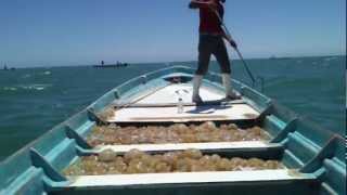 preview picture of video 'El Golfo De Santa Clara Pescando Aguamalas /Fishing for Jellyfish Part 2'
