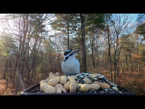 Hairy Woodpecker Call