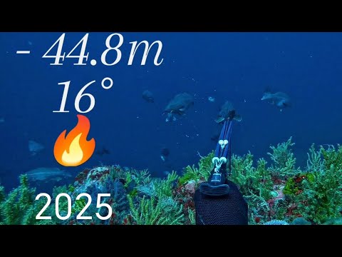 Spearfishing deep xt diving pro 🇩🇿 team 2025 season 2big mottled grouper🔥#fishing#fish#spearfishing
