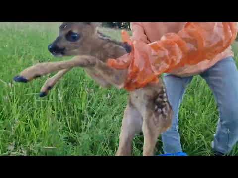 Ein Rehkitz-Schrei si klingt es 🦌💚 Achtung, Lebensretter gesucht! – Die Bambi-Mission startet! 💚🦌
