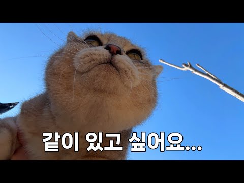 집사가 보고 싶어 찾으러 다니는 고양이