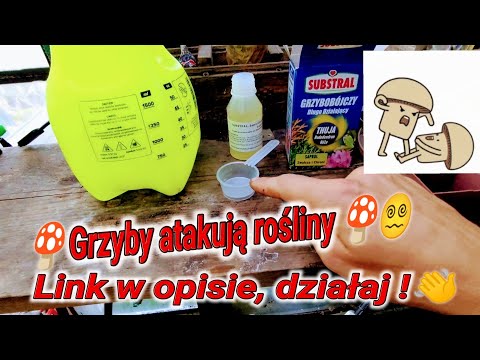Oprysk na grzyba dla bananowce Musa, tuji, rododendron, róża, palmy, brugmansje, itd.
