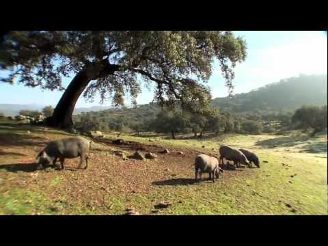 Die Ablagerung und Herstellung des Iberischen Schinkens.