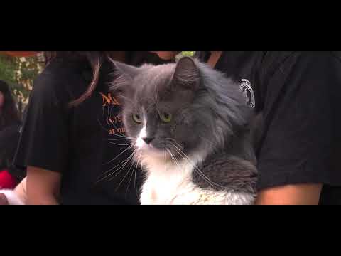 Cats of Vadodara | Sony ZV-E10 Cinematic