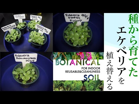 園芸 カーリーエケベリア