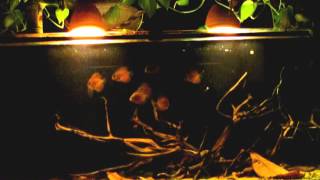 Young discus fish "Cuipeau".