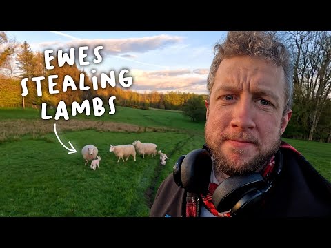 These Sheep are full of Love │ Lambing Day 20