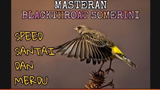 Download lagu Masteran Blackthroat SOMERINI paling MERDU dan Jernih. Relaxing Sound Bird mp3 Download lagu Masteran Blackthroat SOMERINI paling MERDU dan Jernih. Relaxing Sound Bird mp3