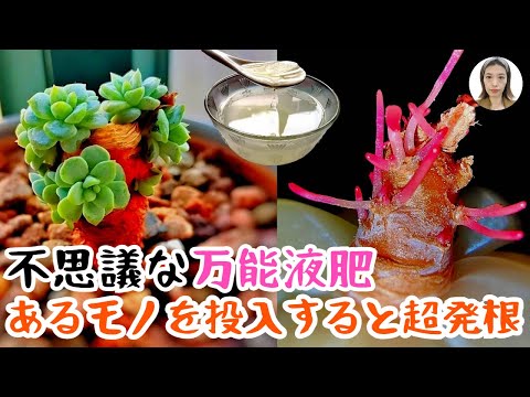 クリスマスサボテンのための天然肥料：豊かな開花のための4つの自家製レシピ  庭園