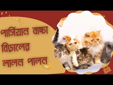 পার্সিয়ান বাচ্চা বিড়ালের যত্ন । বিড়াল চোখ ফোটা । How to take care of persian kitten in bangla