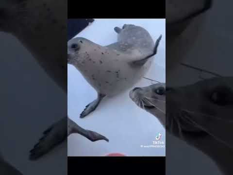 oma pusz oma tusz. cr:osoba która to zrobiła#seal#funny#butifyoucloseyoureyes