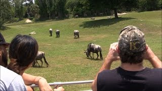 Serengeti Safari Busch Gardens