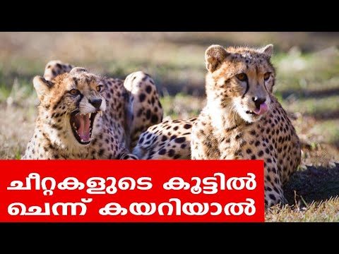 Sancharam | By Santhosh George Kulangara | South Africa 08 | Safari TV
