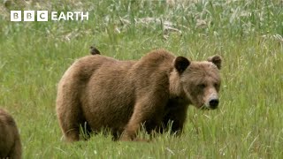 Using Salmon Guts to Study Bears | How Nature Works | BBC Earth