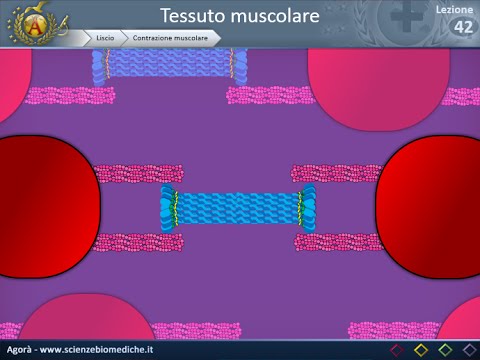 Istologia 42 - Muscolare liscio