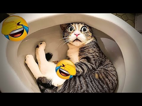 You Laugh You Lose😹Funniest Dogs and Cats 2024😻🐶
