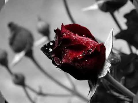 Rustem Muratovic - ljuca