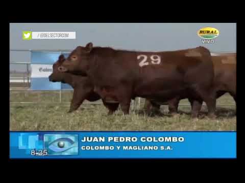 Juan Pedro Colombo - Colombo y Magliano S. A. 03-09-2021