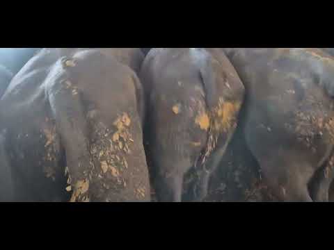 35 Quality Aberdeen Angus bulls for sale - Image 2