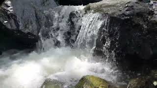 Download lagu GEMERICIK AIR Mengalir Deras Untuk Terapi Burung Stres Macet Bunyi Agar Cepat Gacor mp3 Download lagu GEMERICIK AIR Mengalir Deras Untuk Terapi Burung Stres Macet Bunyi Agar Cepat Gacor mp3