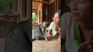 Download lagu Kucing Munjair Ku Ngereog! 😾#kucinglucu mp3