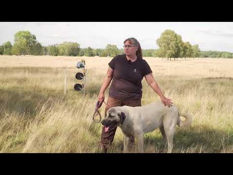 10. Herdenschutzhunde im Einsatz - Nicole Benning (Verein für arbeitende Herdenschutzhunde)