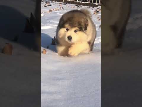 Jun Jun World funny video #dog #funnyvideos #shorts #cat #animals