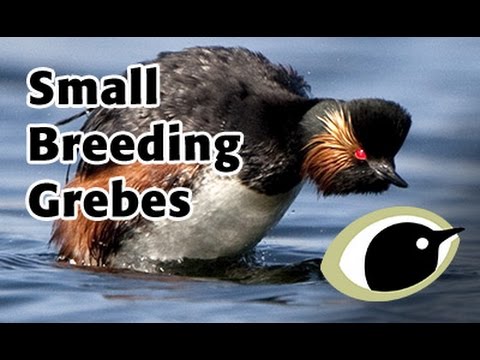 BTO Bird ID - Small Breeding Grebes