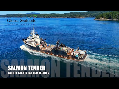 Thumbnail for Pink Salmon Tender “Pacific Star” Between San Juan & Shaw Islands (DJI Mini 4)