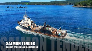 Pink Salmon Tender “Pacific Star” Between San Juan & Shaw Islands (DJI Mini 4)
