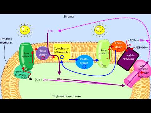 Lichtabhängige Reaktion Schritt für Schritt erklärt Lichtreaktion Fotosynthese Biologie Abitur
