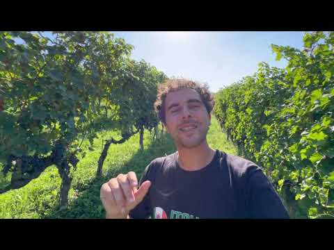 Serralunga Day Vlog