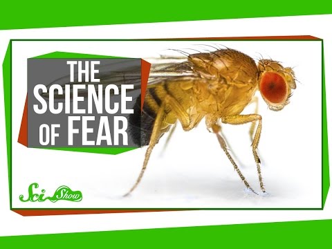 Seasonal Genes & The Science of Fear