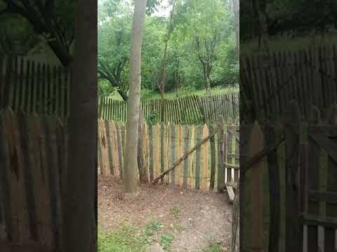 Cosmina - natura , armasari , verde, vara , Prahova , salbatic , origini