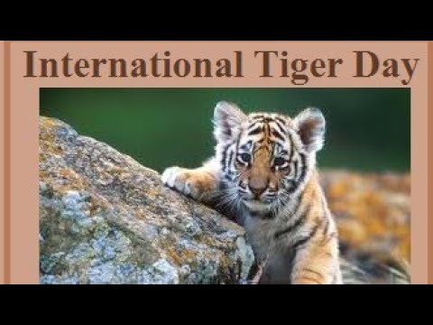 International Tiger Day | അന്താരാഷ്ട്ര കടുവ ദിനം | July 29 2020