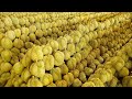 Durian Fruit Harvesting Process Collection On Durian Farm Thai Street Food