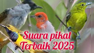 Download lagu suara pikat terbaik 2025 ,kemade ,sogon ,sirtu , dan kutilang mp3
