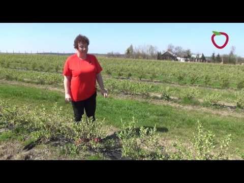 Honeysuckle - notes on its flowering