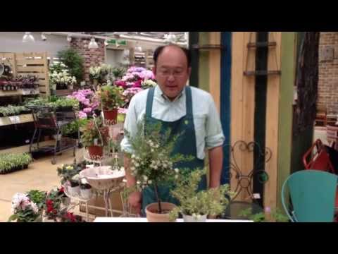 ギンバイカの葉のミルクワート、Polygala myrtifolia