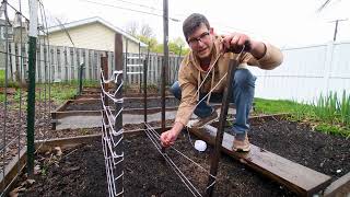 Amazing $3 Trellis for Peas And Other Climbing Vegetables