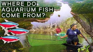 Where Do Your Aquarium Fish Come From?