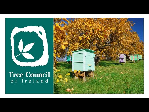 The Native Honey Bee & Trees