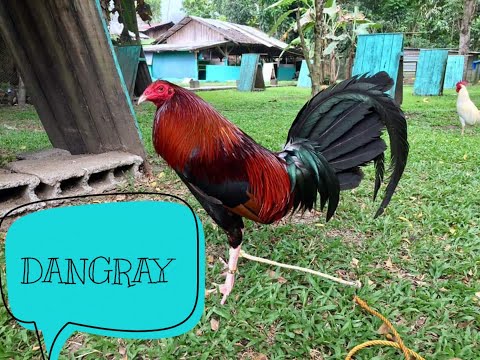 Dangray Roundhead, GE Mapalad Line of Gerry Escalona,@roundhead