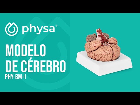 vídeo - Modelo de cérebro - 9 segmentos - tamanho natural
