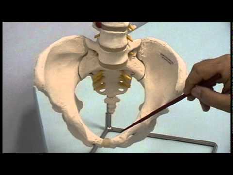 Female Bony Pelvis: Relevant Osteology
