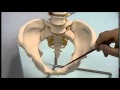 Female bony pelvis: 1-relevant osteology