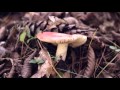 Chris Koza "Salt" (Acoustic Cabin Video)