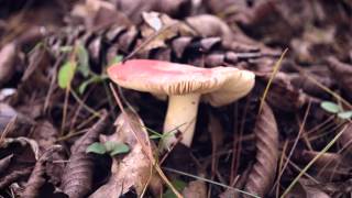 Chris Koza &quot;Salt&quot; (Acoustic Cabin Video)