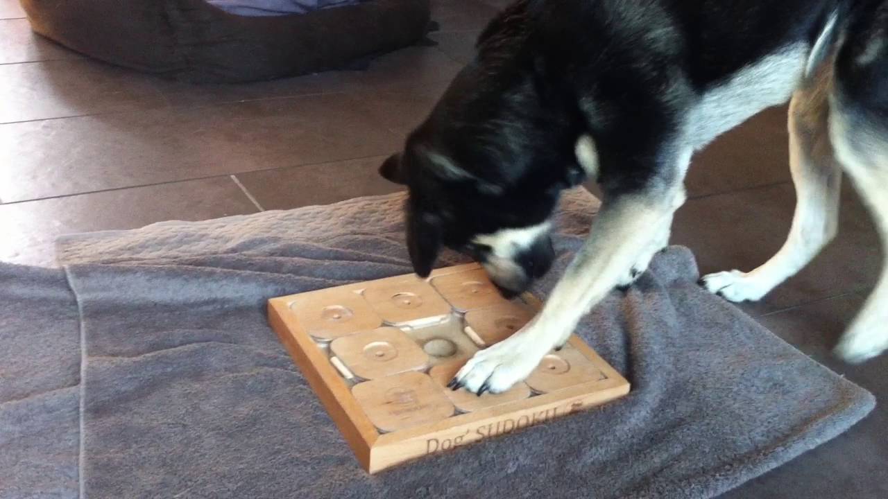 My Intelligent Dogs Jeux de stratégie Sodoku Expert L